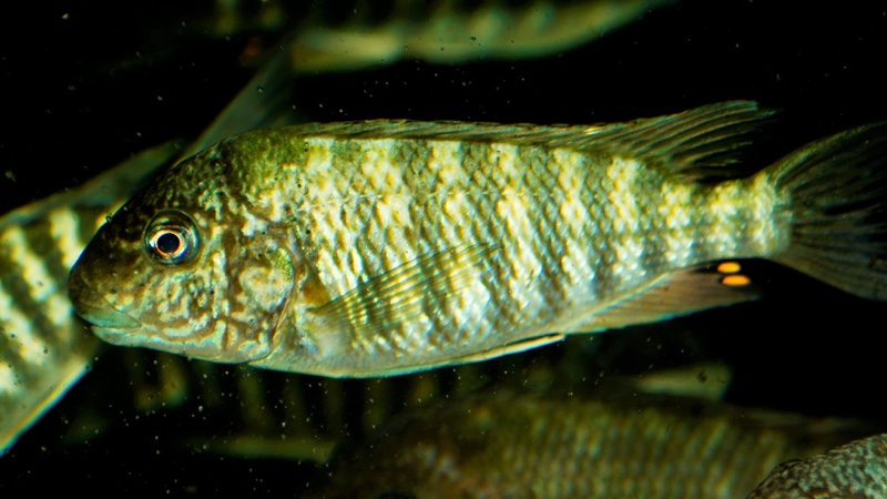 Petrochromis sp. 'texas' Mahale Mountains NP